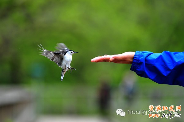 寶貝詳情設(shè)計(jì)、首頁(yè)以及流量