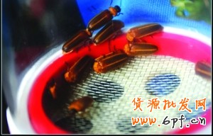 七夕新玩法:網(wǎng)購“活體螢火蟲”