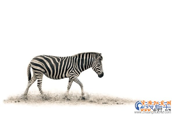 電商海報,設計淘寶女包主題海報