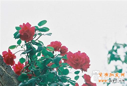 淘寶店鋪運(yùn)營