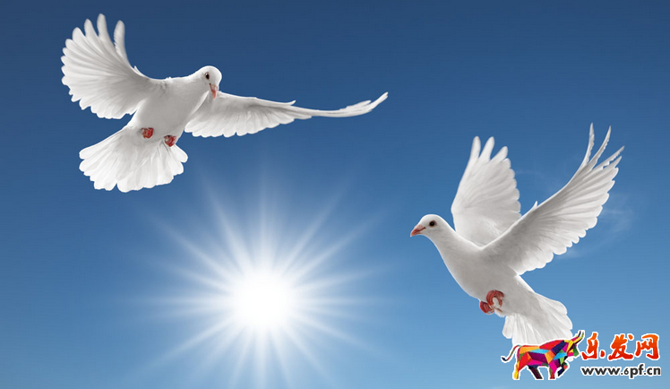 微信購物詐騙案例