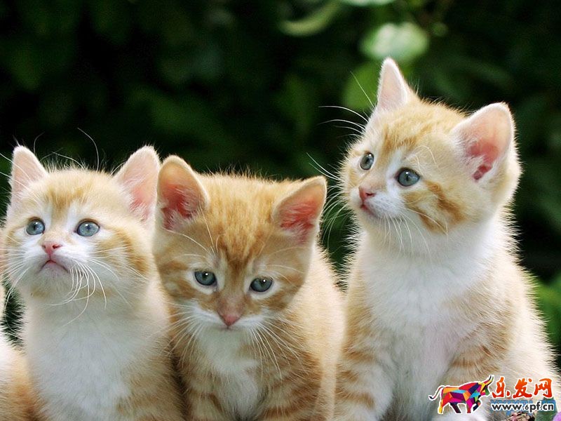 微信卡包優惠券到底是怎么一回事