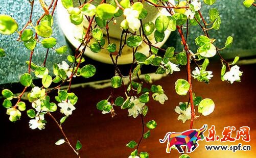 淘寶旺鋪裝修寶貝如何美化? 淘寶旺鋪裝修寶貝如何美化?