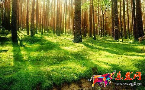 麻吉寶是什么(麻吉寶是什么意思)